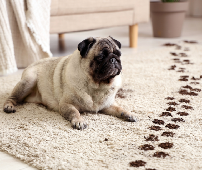 Nettoyage de tapis avec animaux : conseils et solutions efficaces